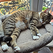 Chipie a rejoint le concours — aidez-le/la à gagner de superbes lots ! animal, cat, cat_bed, cozy, curled_tail, daylight, feline, fur, garden, home, indoor, ironwork, paw, pet, relaxed, resting, sleeping, soft, tabby, window