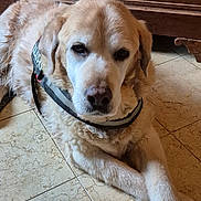 Jasmin participe au concours pour gagner de l'argent avec cette photo : animal, brown, calm, canine, closeup, dog, domestic_animal, floor, fur, golden_retriever, harness, indoor, laying_down, mammal, pet, portrait, resting, service_dog, tile, wood