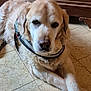 animal, brown, calm, canine, closeup, dog, domestic_animal, floor, fur, golden_retriever, harness, indoor, laying_down, mammal, pet, portrait, resting, service_dog, tile, wood