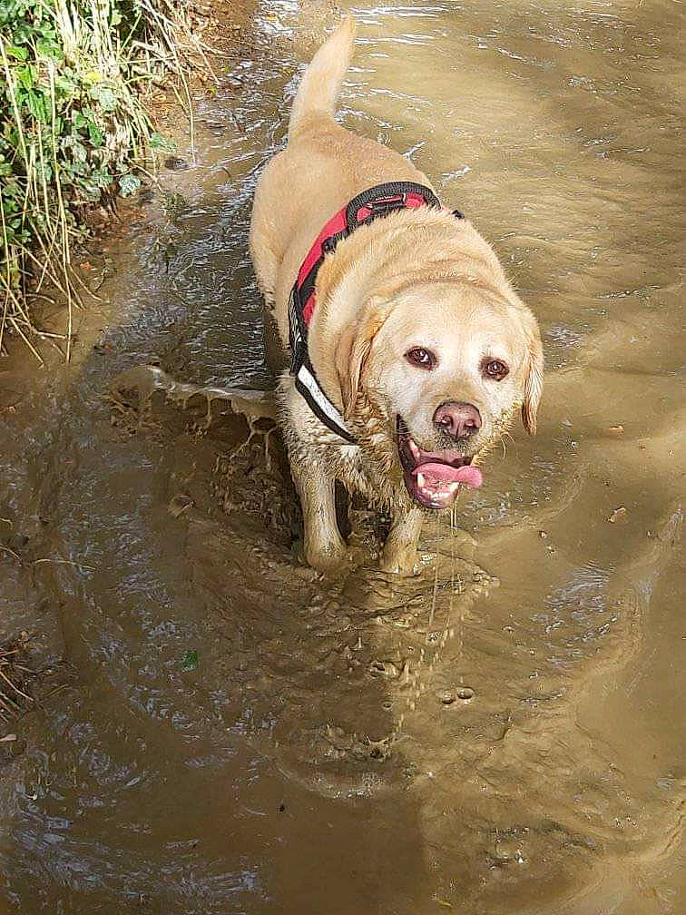 Jasmin a rejoint le concours — aidez-le/la à gagner de superbes lots ! canidae, carnivore, collar, companion_dog, dog, dog_breed, dog_collar, dog_supply, fawn, grass, lake, leash, liver, pet_supply, plant, snout, sporting_group, terrestrial_animal, water, working_animal