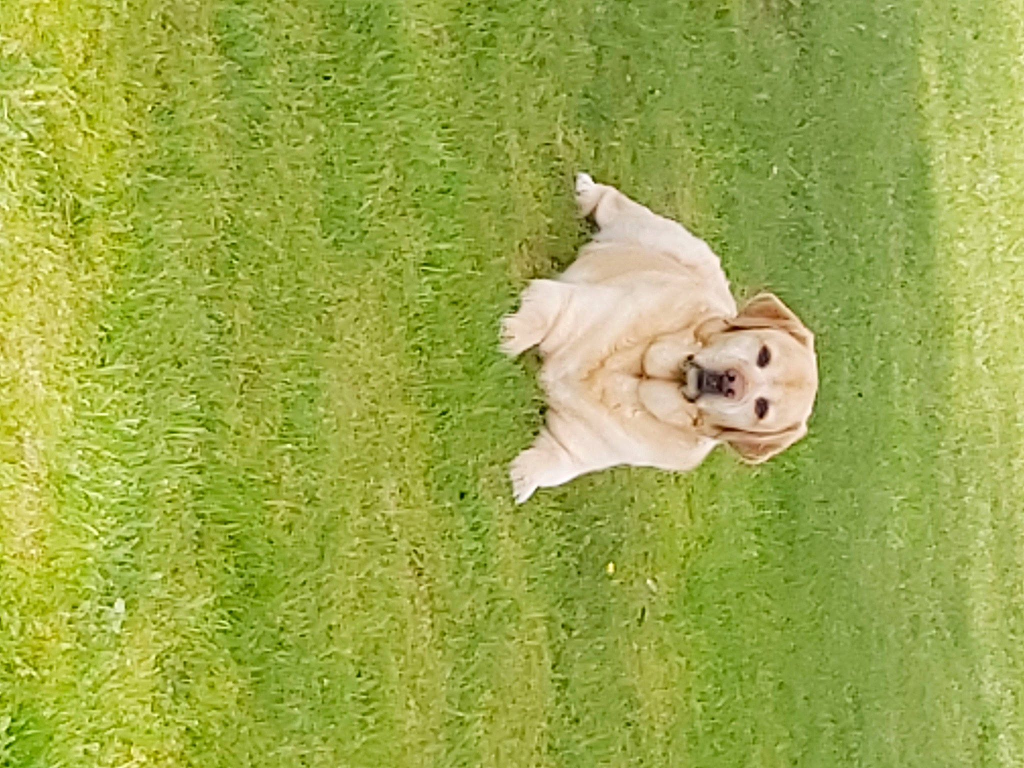 Jasmin a rejoint le concours — aidez-le/la à gagner de superbes lots ! fawn, grass, green, plant