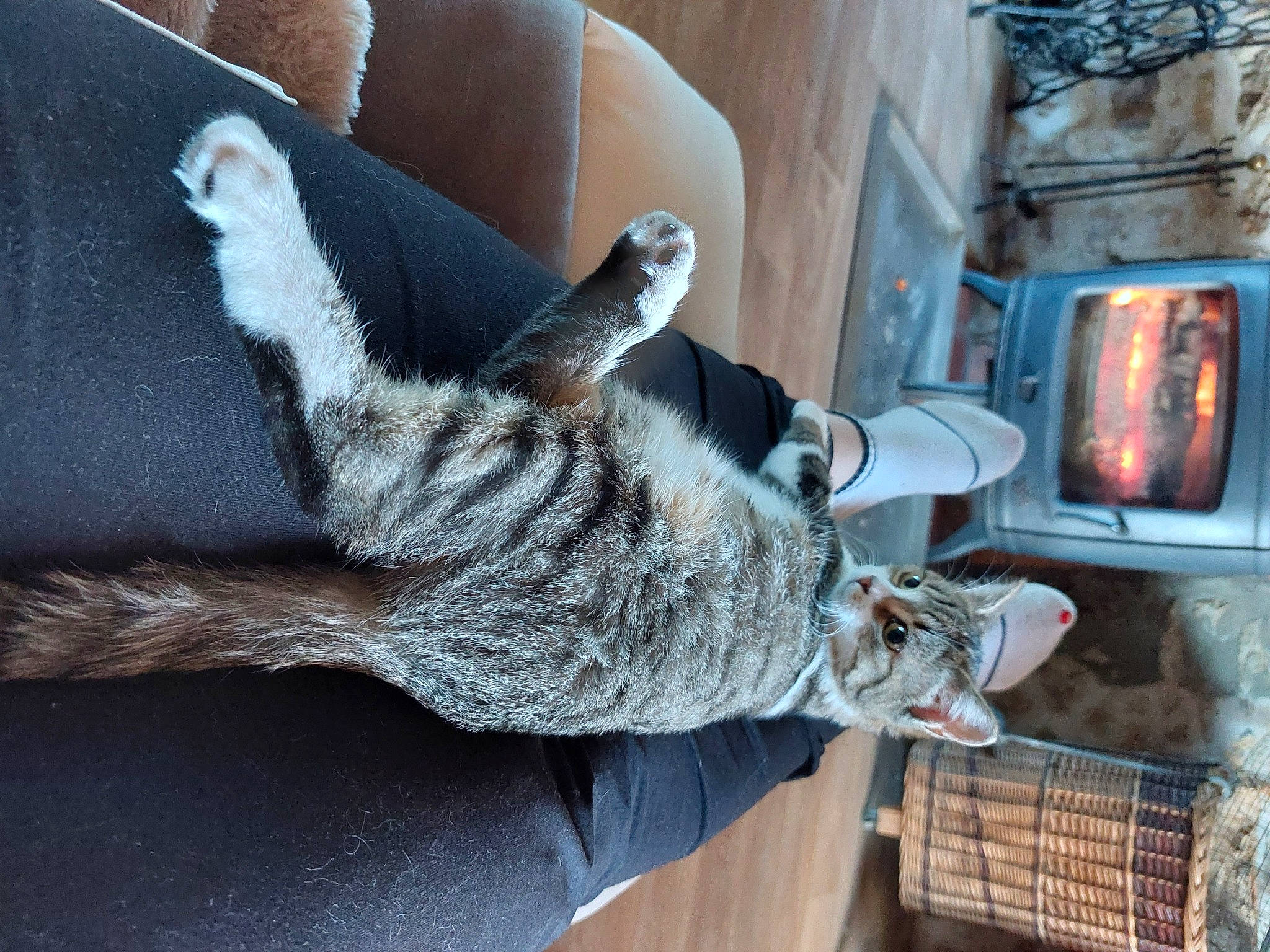 Grisouille participe au concours pour gagner de l'argent avec cette photo : automotive_lighting, cat, claw, domestic_short_haired_cat, felidae, foot, fur, gas, grey, heat, human_leg, small_to_medium_sized_cats, snout, tail, thigh, tree, vehicle, vehicle_door, whiskers, wood