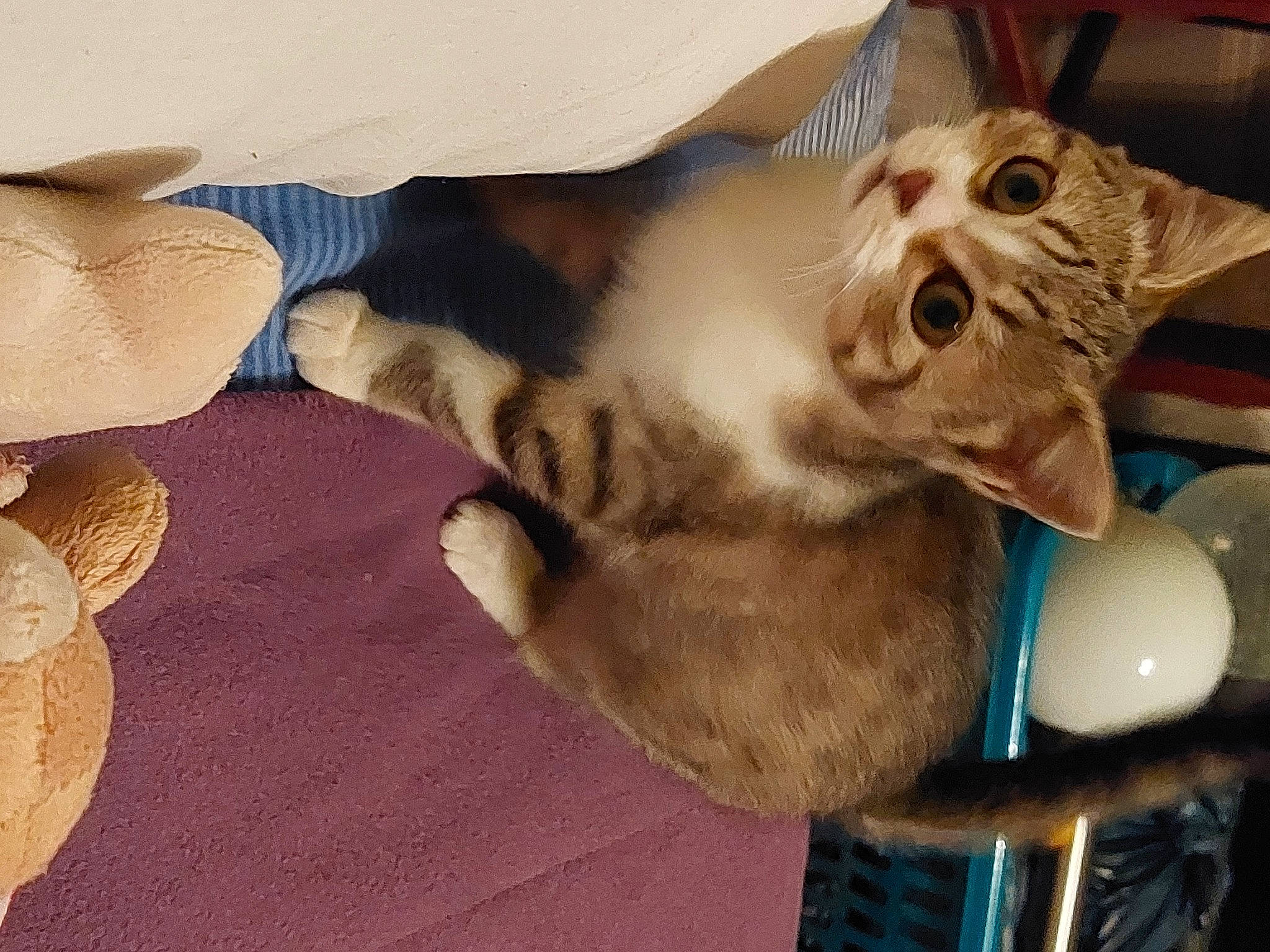 Grisouille participe au concours pour gagner de l'argent avec cette photo : balloon, canidae, carnivore, cat, claw, comfort, domestic_short_haired_cat, ear, fang, fawn, felidae, fur, paw, small_to_medium_sized_cats, snout, tail, whiskers