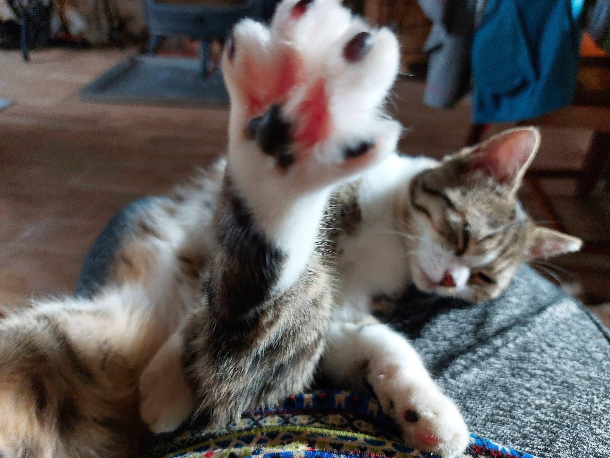 Grisouille participe au concours pour gagner de l'argent avec cette photo : carnivore, cat, claw, comfort, domestic_short_haired_cat, fawn, felidae, fur, paw, photo_caption, plant, small_to_medium_sized_cats, snout, tail, terrestrial_animal, whiskers