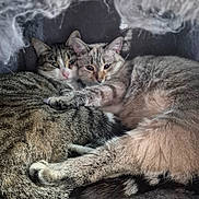 Neige Et Grisette a rejoint le concours — aidez-le/la à gagner de superbes lots ! cat, cats, feline, pets, snuggling, cozy, fur, sleeping, indoor, resting, cute, animal, companionship, tabby, gray_cat, soft, warm, closeup, cuddle, bed
