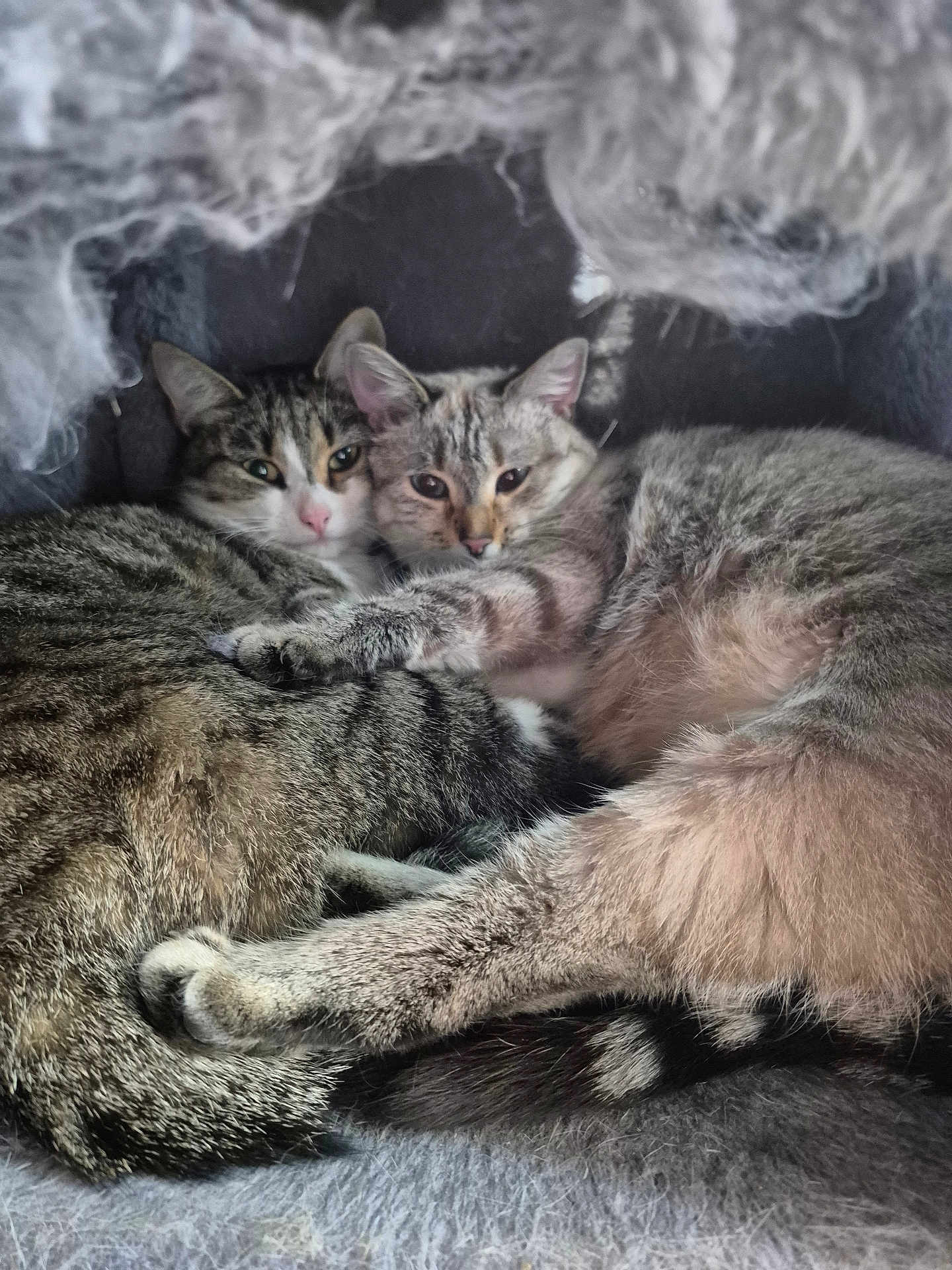Neige Et Grisette a rejoint le concours — aidez-le/la à gagner de superbes lots ! cat, cats, feline, pets, snuggling, cozy, fur, sleeping, indoor, resting, cute, animal, companionship, tabby, gray_cat, soft, warm, closeup, cuddle, bed