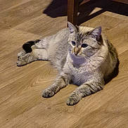 Neige participe au concours pour gagner de l'argent avec cette photo : blue_eyes, cat, chair_leg, closeup, ears, feline, floor_texture, fur, hardwood_floor, home, indoor, lounging, mammal, paws, pet, portrait, relaxed, shadow, tabby, whiskers