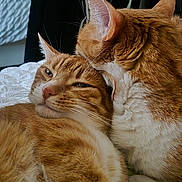 Izy a rejoint le concours — aidez-le/la à gagner de superbes lots ! affection, animal, bed, blanket, cat, close_up, companionship, cozy, cute, domestic_cat, ears, feline, fur, ginger_cat, indoor, pet, resting, snuggling, two_cats, whiskers