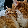 affection, animal, bed, blanket, cat, close_up, companionship, cozy, cute, domestic_cat, ears, feline, fur, ginger_cat, indoor, pet, resting, snuggling, two_cats, whiskers