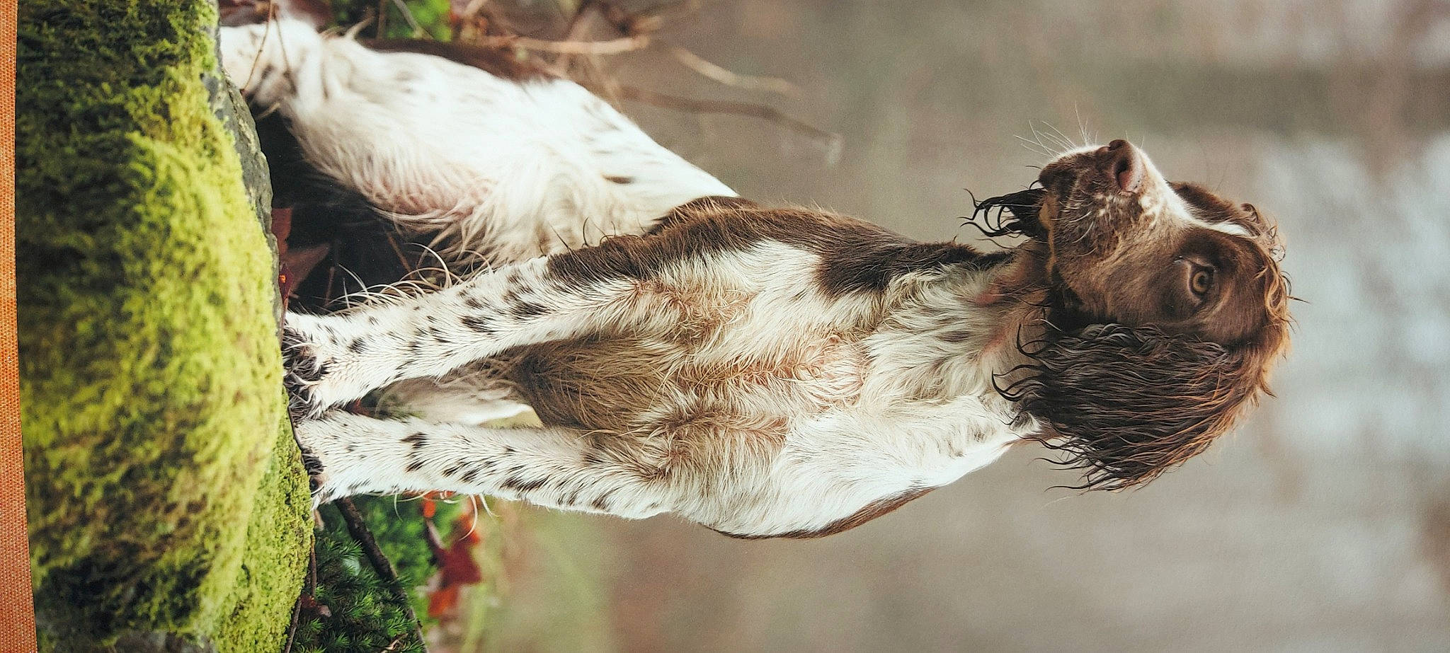 Sally participe au concours pour gagner de l'argent avec cette photo : beak, dog_breed, feather, fur, organism, plant, snout, sporting_group, tail, terrestrial_animal, tree, trunk, twig, water, whiskers, wildlife, wing, wood