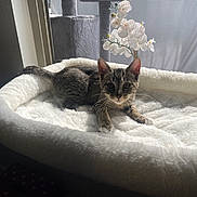 Jo Jo joined the competition — help win amazing prizes! cat, kitten, tabby, pet, animal, bed, fluffy, white, window, sunlight, flower, orchid, plant, indoor, cozy, resting, fur, whiskers, cute, relaxing