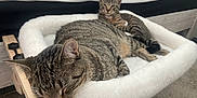 Jo Jo joined the competition — help win amazing prizes! cat, tabby_cat, pet, sleeping, resting, cozy, furry, indoor, bed, feline, animal, two_cats, comfortable, household, soft, white_bed, carpet, relaxed, cute, domestic_cat