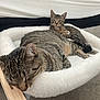 animal, bed, carpet, cat, comfortable, cozy, cute, domestic_cat, feline, furry, household, indoor, pet, relaxed, resting, sleeping, soft, tabby_cat, two_cats, white_bed