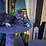 Jo Jo joined the competition — help win amazing prizes! cat, tabby, cat_tree, balcony, night, indoor, pet, relaxed, fur, whiskers, paws, window, curtain, furniture, domestic_animal, animal, resting, home, evening, cozy