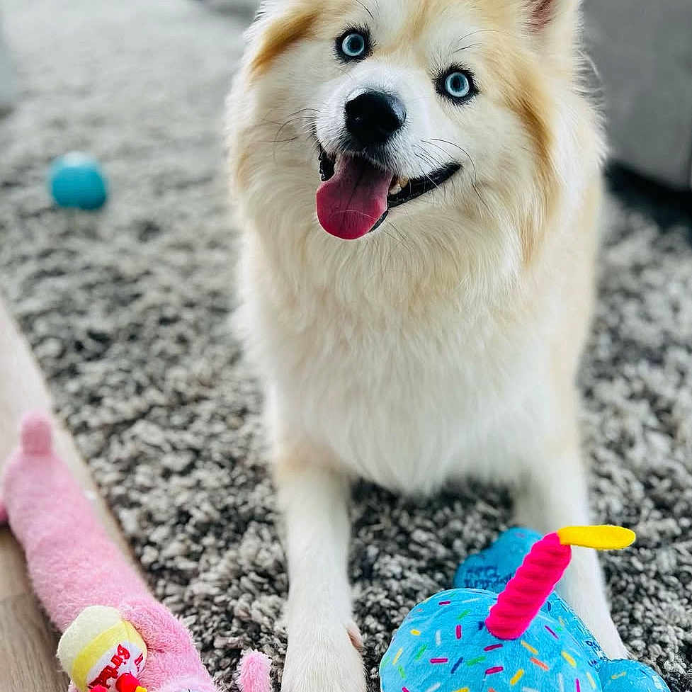 Sky is registered to the contest to win money with this photo: animal, art, canine, dog, dogbed, eskimodog, handicraft, husky, person, pet, plush, puppy, toy, walkingdog, whitedog