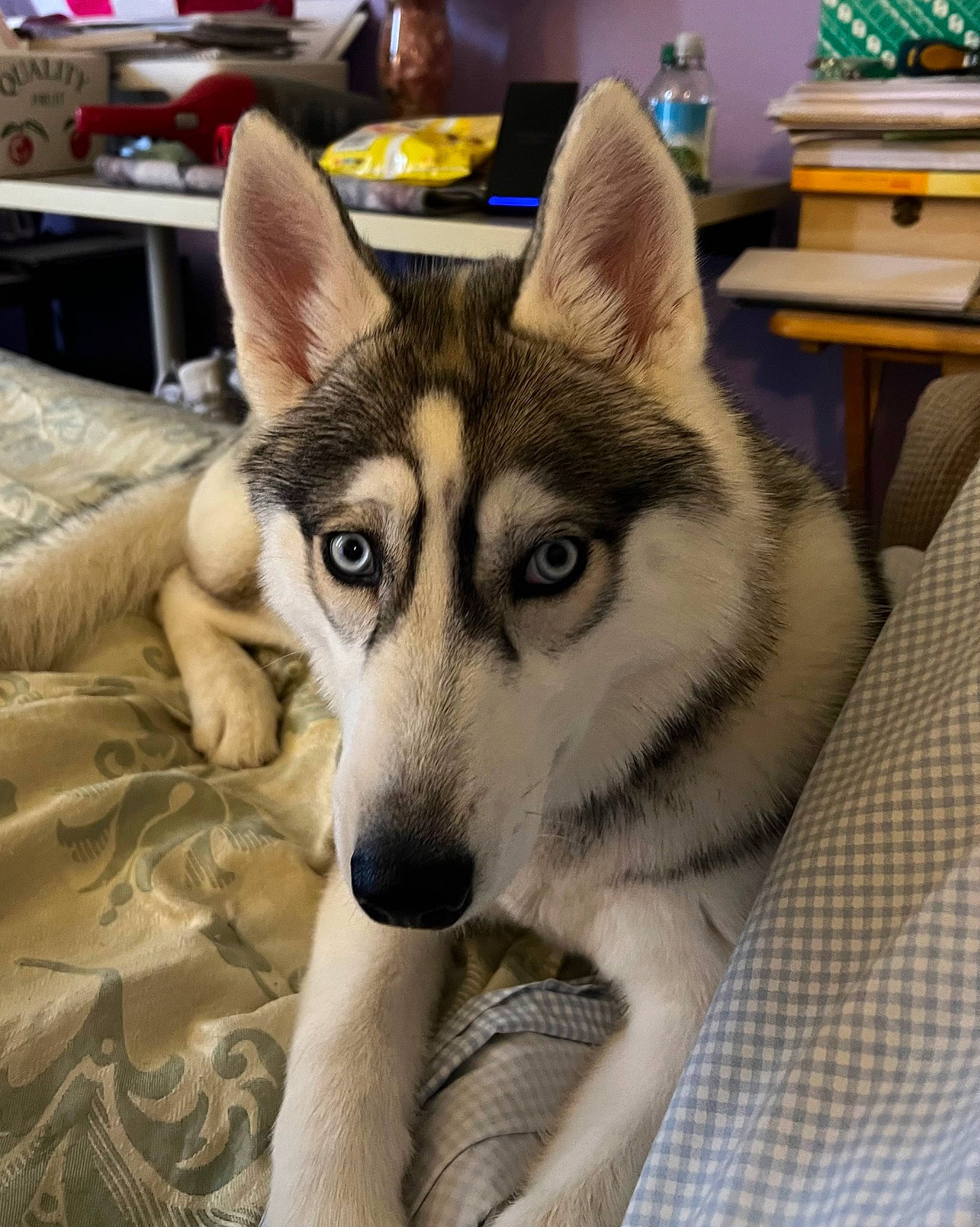 Stormi is registered to the contest to win money with this photo: canidae, canis, carnivore, companion_dog, dog, dog_breed, fawn, fur, jaw, siberian_husky, sled_dog, snout, sporting_group, table, whiskers, wildlife, wolf, wood, working_animal, working_dog