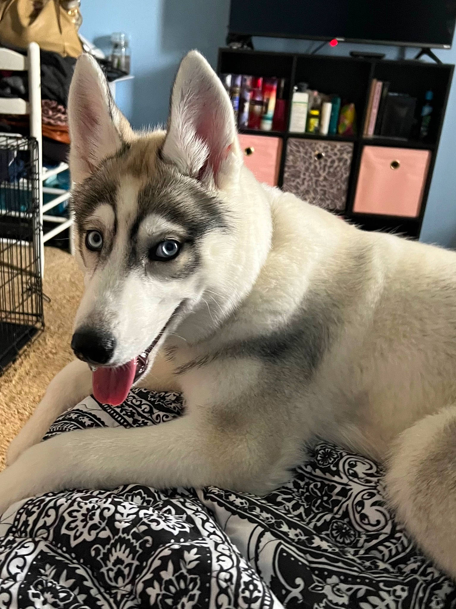 Stormi is registered to the contest to win money with this photo: box, canidae, canis, carnivore, companion_dog, dog, dog_breed, fawn, fur, jaw, paw, sled_dog, snout, sporting_group, triangle, whiskers, wildlife, wolf, working_animal, working_dog