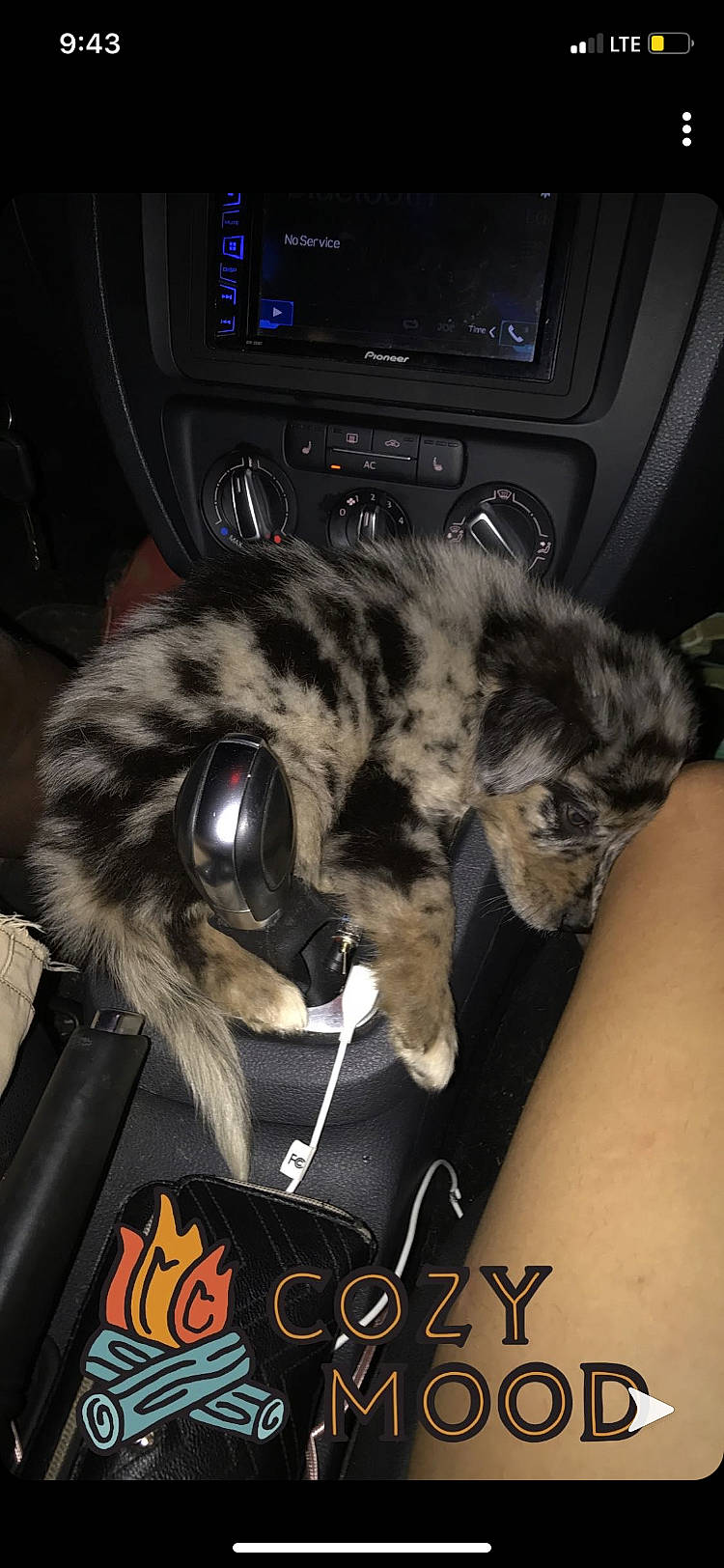 Rue is registered to the contest to win money with this photo: carnivore, cat, claw, collar, felidae, fur, paw, pet_supply, small_to_medium_sized_cats, snout, tabby_cat, vehicle_audio, vertebrate, whiskers