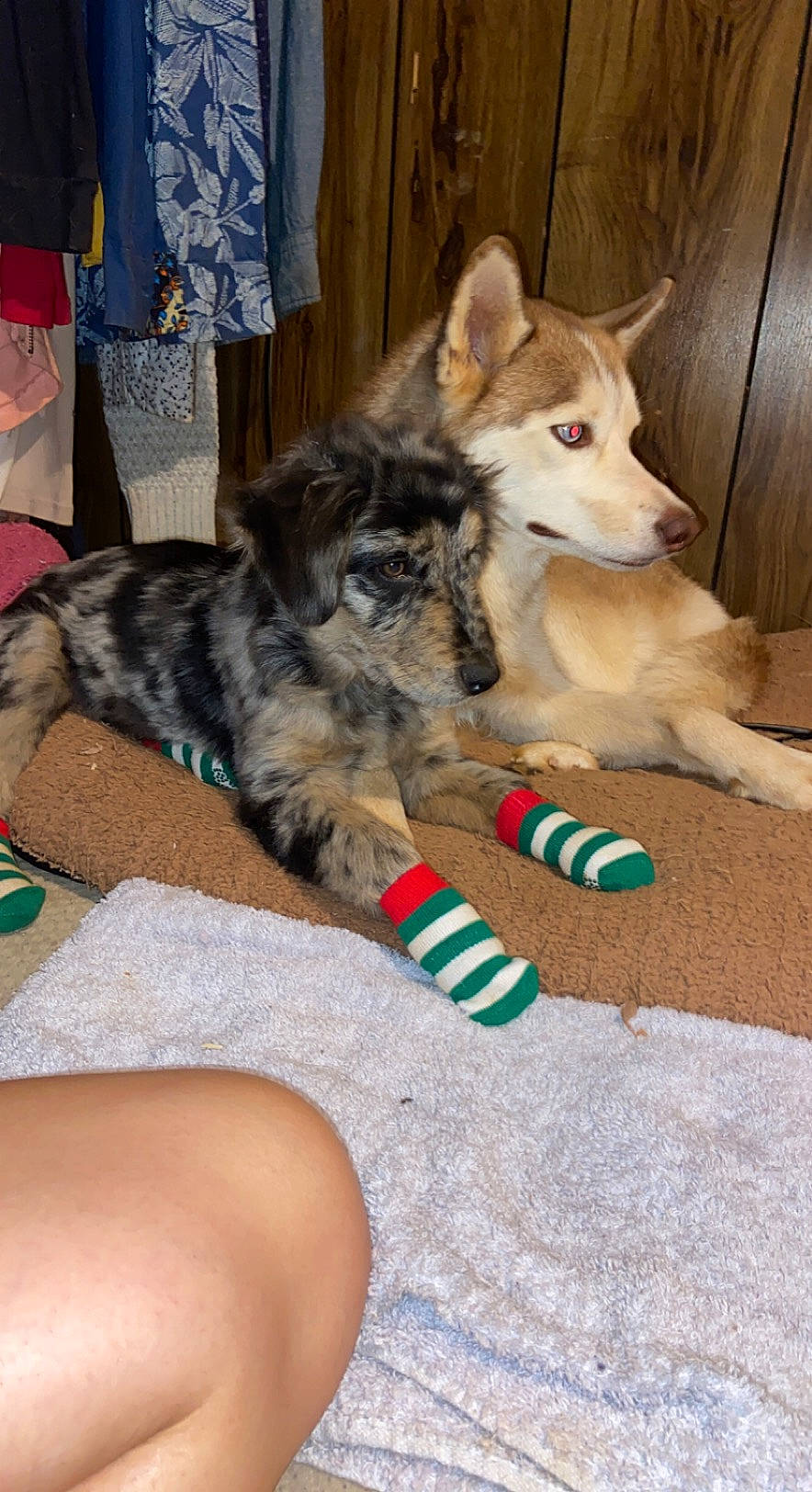 Rue joined the competition — help win amazing prizes! canidae, carnivore, companion_dog, dog, dog_breed, dog_supply, foot, fur, sled_dog, sock, sporting_group, toe, working_animal, working_dog