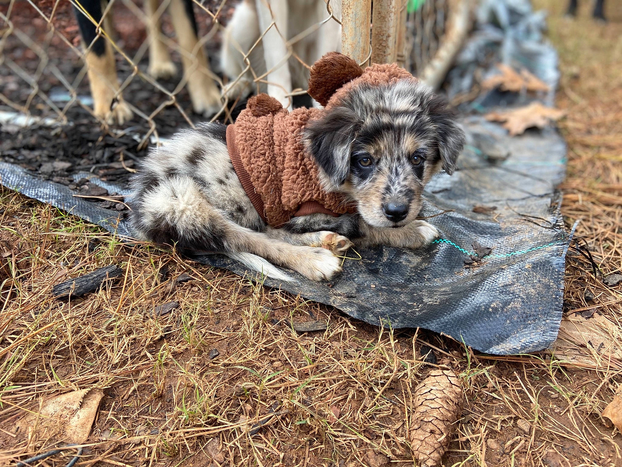 Rue is registered to the contest to win money with this photo: canidae, carnivore, chain_link_fencing, companion_dog, dog, dog_breed, fur, mesh, puppy, snout, sporting_group, street_dog, terrestrial_animal, wire_fencing, working_animal, working_dog