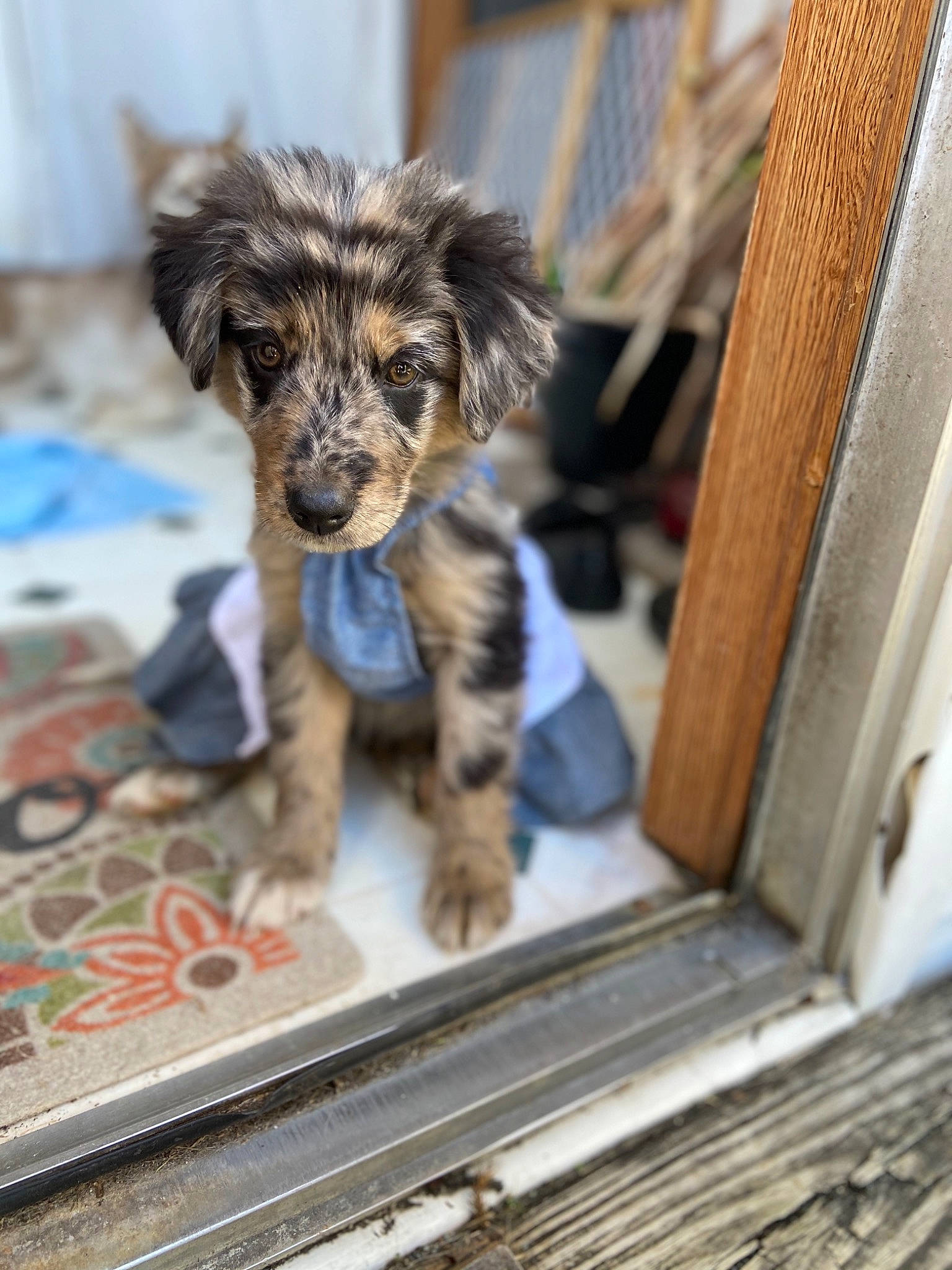 Rue is registered to the contest to win money with this photo: canidae, carnivore, companion_dog, dog, dog_breed, dog_supply, fur, mat, pet_supply, puppy, small_terrier, snout, sporting_group, terrier, toy_dog, wood_stain, working_animal, working_dog