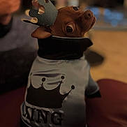 King joined the competition — help win amazing prizes! dog, pet, costume, crown, clothing, small_dog, brown_dog, indoor, portrait, cute, animal, looking_back, apparel, playful, funny, headwear, king, dog_fashion, domestic_animal, face