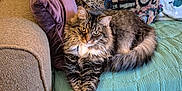 Misskitty is registered to the contest to win money with this photo: animal, cat, claws, couch, cozy, crossed_paws, domestic, feline, fluffy_cat, fur, home, indoor, living_room, pet, pillow, quilt, relaxed, resting, tabby_cat, whiskers