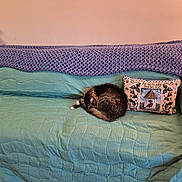 Misskitty joined the competition — help win amazing prizes! animal, blanket, calm, cat, comfort, couch, cozy, decor, furniture, green, home, indoor, pet, pillow, purple, quilted, relaxation, resting, sleeping, tabby