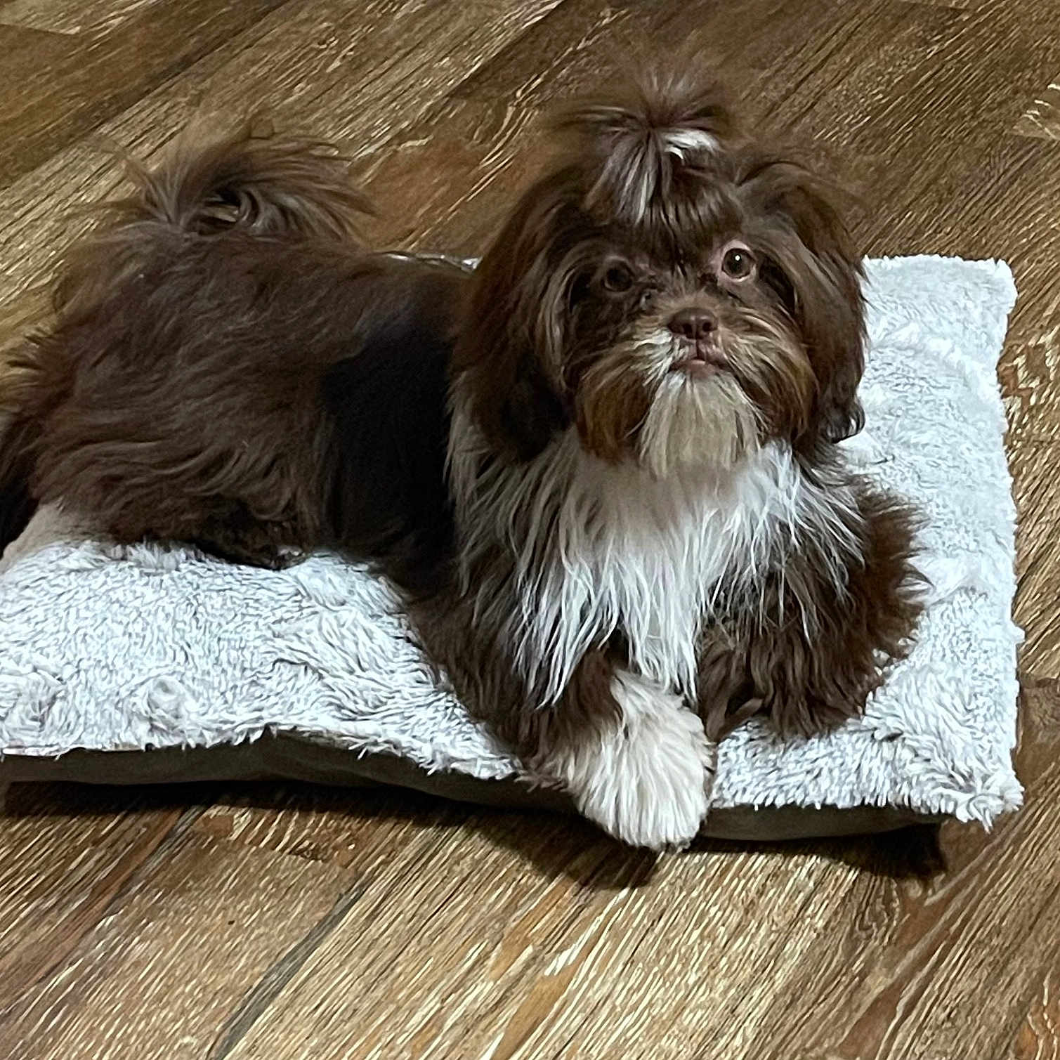 Beaujolais is registered to the contest to win money with this photo: affenpinscher, animal, canine, dog, dogbed, pet
