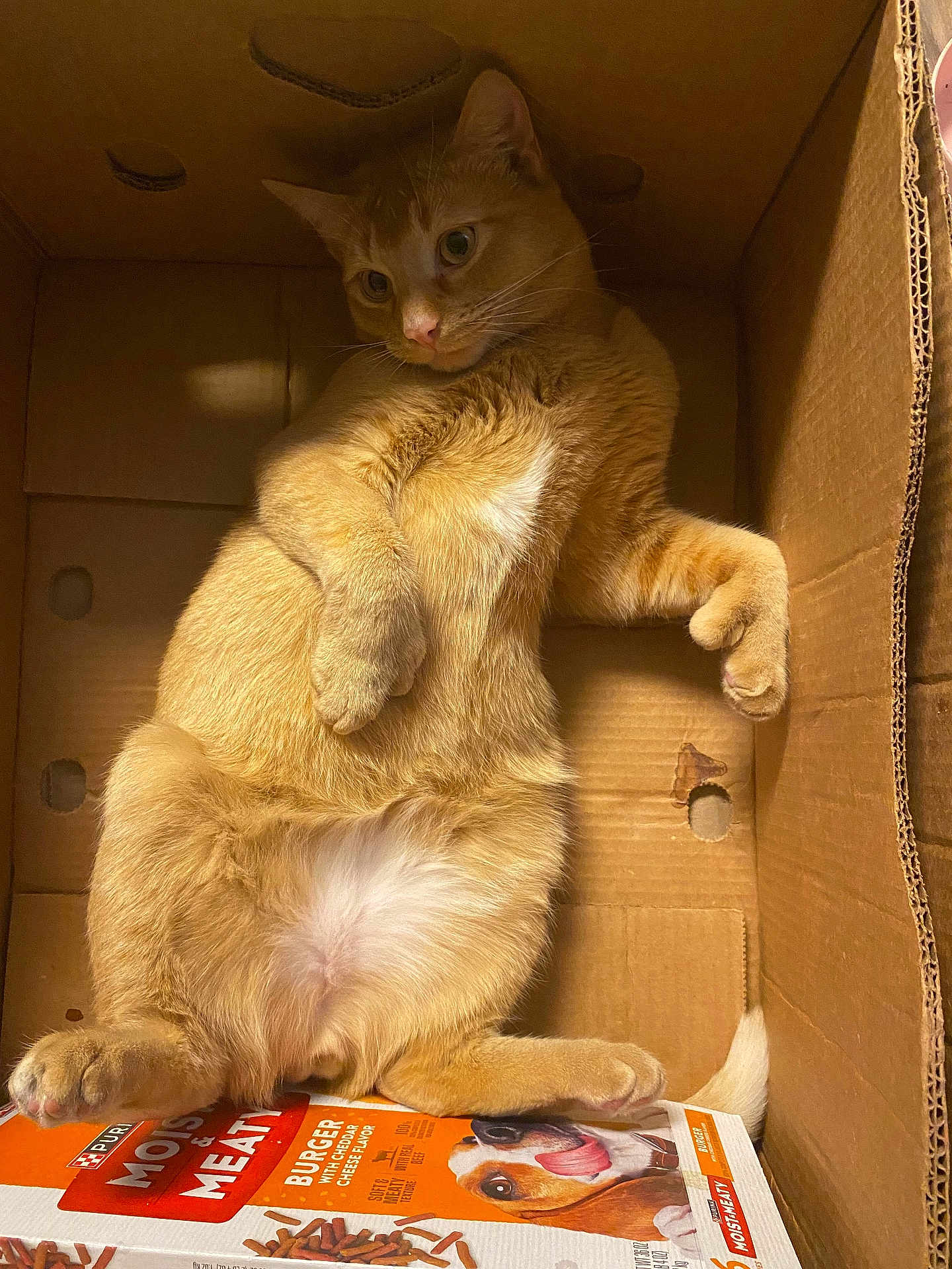 Dobby joined the competition — help win amazing prizes! cat, ginger_cat, cardboard_box, pet, animal, relaxed, curious, paw, fur, orange, white_fur, indoor, box, food_package, dog_food, pet_food, sprawled, cute, domestic_cat, feline