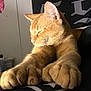 Dobby joined the competition — help win amazing prizes! cat, orange_cat, paws, stretching, sleeping, resting, indoor, bedroom, blanket, laundry_basket, clothes, feline, whiskers, ears, soft_light, close_up, relaxation, cute, pet, domestic_animal