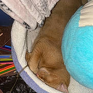 Dobby joined the competition — help win amazing prizes! cat, sleeping, pet_bed, ginger_cat, cozy, fluffy, pencils, pocket_watch, indoor, resting, fur, whiskers, curled_up, soft_texture, relaxed, close_up, home, quiet, nap, cute