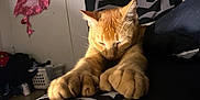 Dobby joined the competition — help win amazing prizes! cat, orange_cat, paws, stretching, sleepy, indoor, bed, blanket, feline, pet, animal, cozy, resting, closeup, whiskers, ears, fur, relaxed, home, dim_lighting