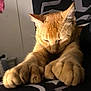 cat, orange_cat, paws, stretching, sleepy, indoor, bed, blanket, feline, pet, animal, cozy, resting, closeup, whiskers, ears, fur, relaxed, home, dim_lighting