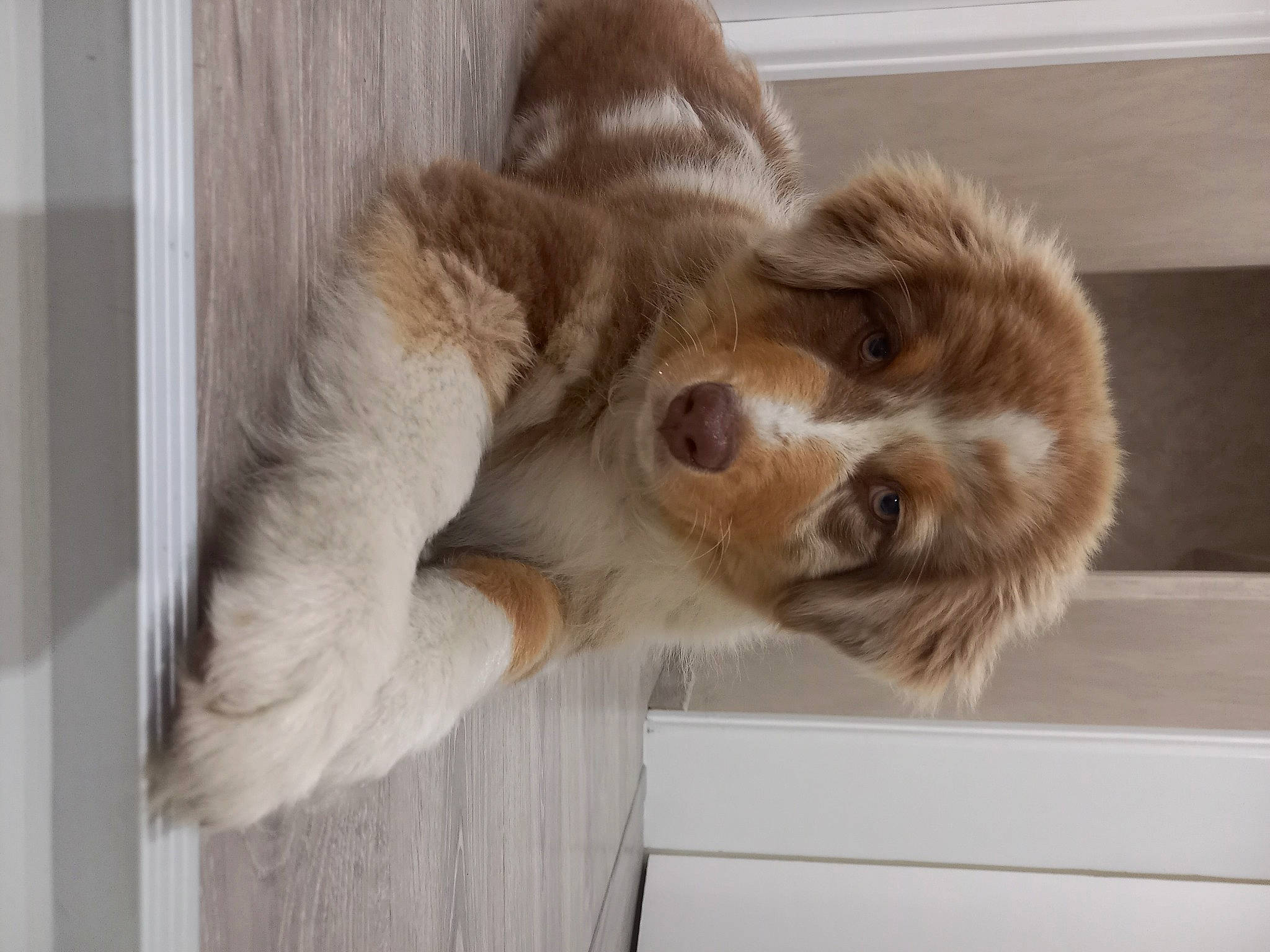 Thiago a rejoint le concours — aidez-le/la à gagner de superbes lots ! canidae, carnivore, claw, companion_dog, dog_breed, domestic_short_haired_cat, fawn, felidae, fur, liver, paw, puppy, small_to_medium_sized_cats, snout, sporting_group, tail, terrestrial_animal, whiskers