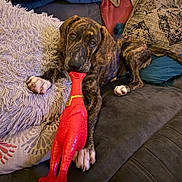 Dutch is registered to the contest to win money with this photo: animal, brindle, comfort, couch, cushion, cute, dog, ears, fur, home, indoor, paw, pet, pillow, playful, relaxed, resting, rubber_chicken, snout, toy
