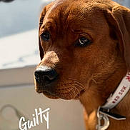 Quincy joined the competition — help win amazing prizes! brown_dog, close_up, collar, dog, dog_tags, fur, guilty_expression, indoor, looking_at_camera, muzzle, nose, pet, photography, portrait, sad eyes, serious, shallow_depth_of_field, text_overlay, warm_lighting, whiskers