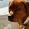 brown_dog, close_up, collar, dog, dog_tags, fur, guilty_expression, indoor, looking_at_camera, muzzle, nose, pet, photography, portrait, sad eyes, serious, shallow_depth_of_field, text_overlay, warm_lighting, whiskers
