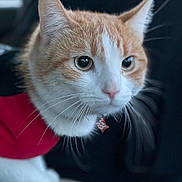 Garfield joined the competition — help win amazing prizes! cat, orange_cat, white_cat, pet, close_up, whiskers, animal, feline, red_outfit, curious, indoor, portrait, soft_lighting, cute, domestic_cat, focused, ears, nose, eyes, fur