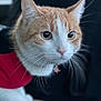 cat, orange_cat, white_cat, pet, close_up, whiskers, animal, feline, red_outfit, curious, indoor, portrait, soft_lighting, cute, domestic_cat, focused, ears, nose, eyes, fur