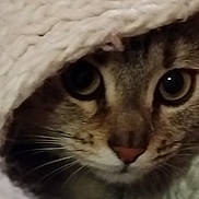 Mana a rejoint le concours — aidez-le/la à gagner de superbes lots ! animal, cat, closeup, cozy, curious, cute, eyes, face, feline, fur, hidden, indoor, knitted_blanket, pet, portrait, relaxing, snuggled, soft_texture, warm, whiskers