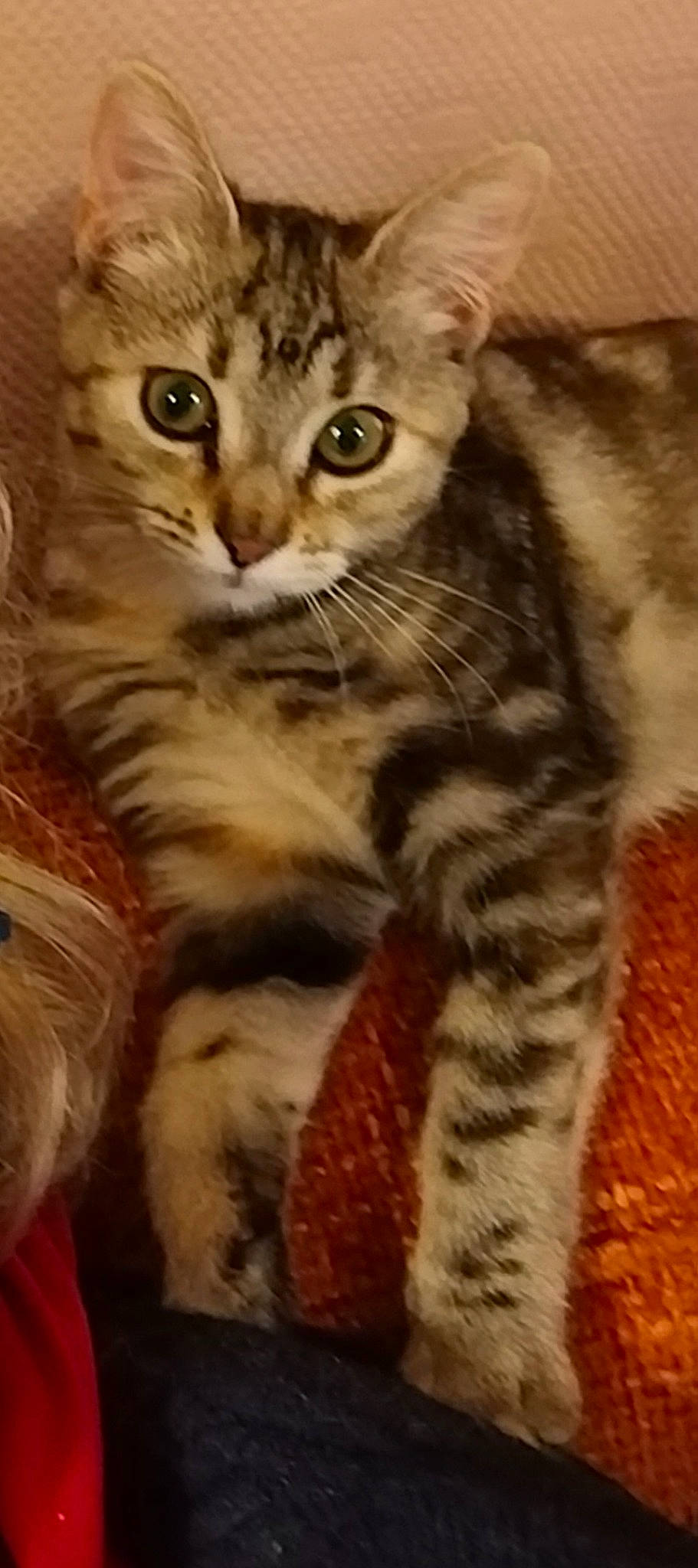 Mana a rejoint le concours — aidez-le/la à gagner de superbes lots ! carnivore, cat, claw, close_up, domestic_short_haired_cat, felidae, fur, paw, small_to_medium_sized_cats, snout, tail, terrestrial_animal, whiskers, wildlife