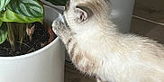 Athena participe au concours pour gagner de l'argent avec cette photo : kitten, cat, plant, houseplant, pot, white_pot, wooden_floor, curious, fur, paw, leaf, greenery, indoor, pet, animal, home, domestic, young_cat, cute, exploring