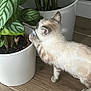 kitten, cat, plant, houseplant, pot, white_pot, wooden_floor, curious, fur, paw, leaf, greenery, indoor, pet, animal, home, domestic, young_cat, cute, exploring