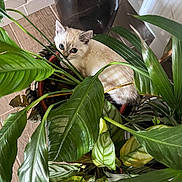 Athena participe au concours pour gagner de l'argent avec cette photo : kitten, cat, plant, pot, green_leaves, indoor, floor, curious, pet, feline, houseplant, container, window, home, leafy, animal, young_cat, closeup, nature, cute