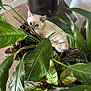 kitten, cat, plant, pot, green_leaves, indoor, floor, curious, pet, feline, houseplant, container, window, home, leafy, animal, young_cat, closeup, nature, cute