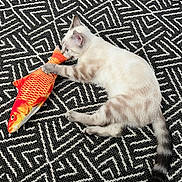 Athena a rejoint le concours — aidez-le/la à gagner de superbes lots ! animal, biting, black_and_white_rug, cat, closeup, cute, domestic_cat, fish_toy, floor, fur, geometric_pattern, holding, indoor, kitten, lying_down, pet, pink_ball, playful, striped_tail, toy