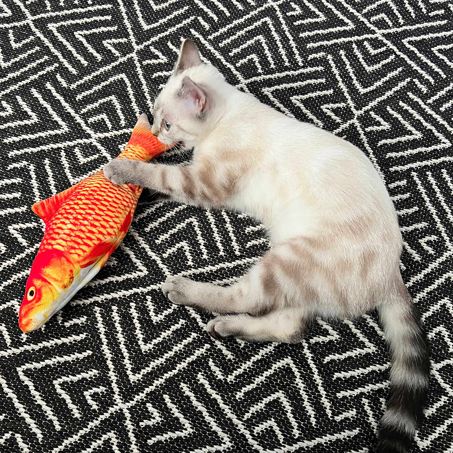 Athena a rejoint le concours — aidez-le/la à gagner de superbes lots ! animal, biting, black_and_white_rug, cat, closeup, cute, domestic_cat, fish_toy, floor, fur, geometric_pattern, holding, indoor, kitten, lying_down, pet, pink_ball, playful, striped_tail, toy