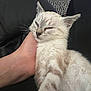 Athena a rejoint le concours — aidez-le/la à gagner de superbes lots ! cat, foot, black_leather, patterned_rug, relaxed, pet, feline, indoor, cozy, sleepy, paw, animal, domestic, fur, resting, comfort, closeup, light, texture, home