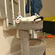 Lumi joined the competition — help win amazing prizes! animal, black_and_white_cat, carpet, cat, cat_tree, denim_jacket, feline, home, indoor, lounging, lying_down, orange_toy, paw_pads, paws, pet, pet_toys, portrait, relaxed, scratching_post, tile_floor
